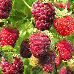 Малинове дерево "БОГАТИР" ремонтантний сорт