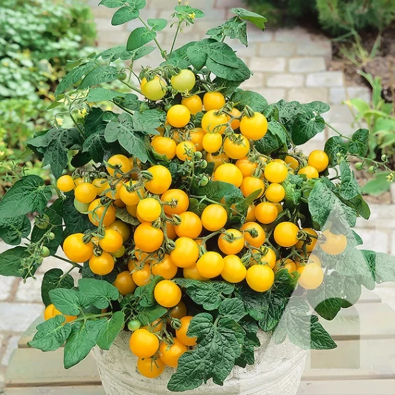 Томат Балконі Елоу F1 10 шт СЦ Satimex, фото 1