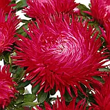 Айстра Ювель темно-червона, 0,1 г, фото 2