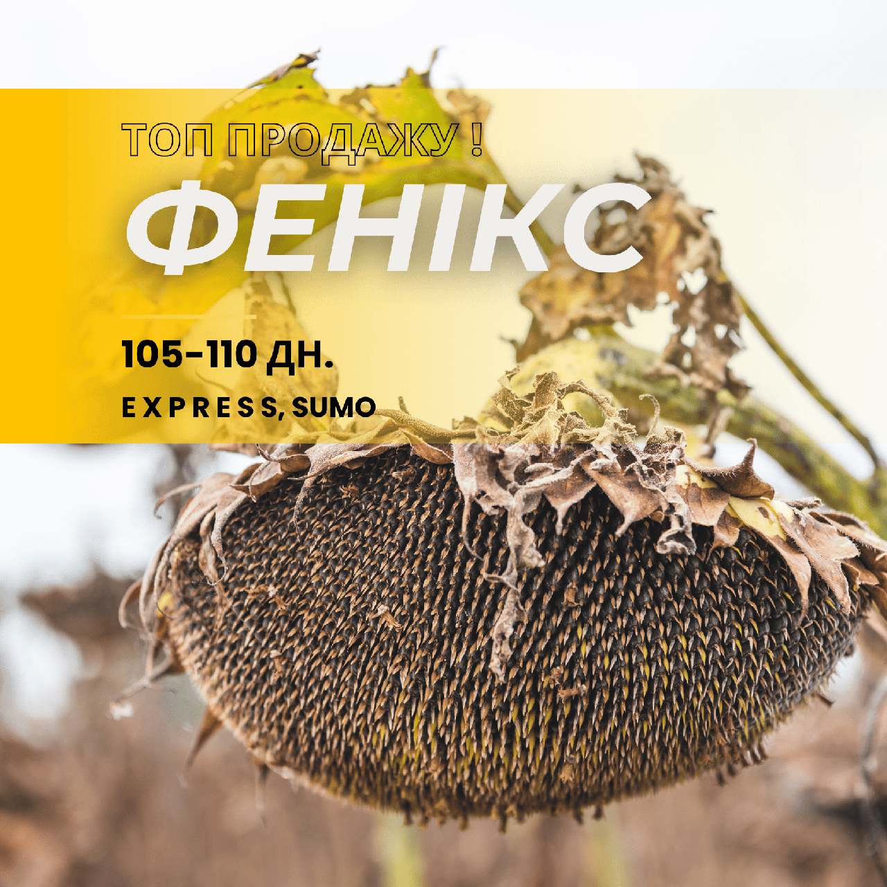 ФЕНІКС ОR 7 (105-110 дн.) Високоурожайний, стійкийдо посухи (толерантний до гранстару )