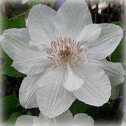 Клематис Містер Джордж Джекман (Clematis Mrs George Jackman)
