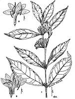 Кава Еуженіоїдис (Coffea Eugenioides)