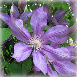Клематис Дороті Вальтон (Clematis Dorothy Walton)