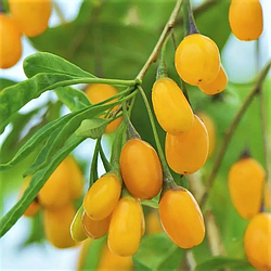 Годжі жовтий "Голден Беррі" (морозостійкість -28 °C)