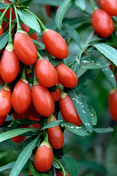 Годжі "Тибетський"