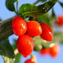 Саджанці "Годжі" (дереза) Китайська