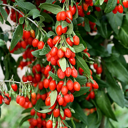 Годжі "Біг Беррі "  Big Berry (середня, великоплідна, ремонтантна)