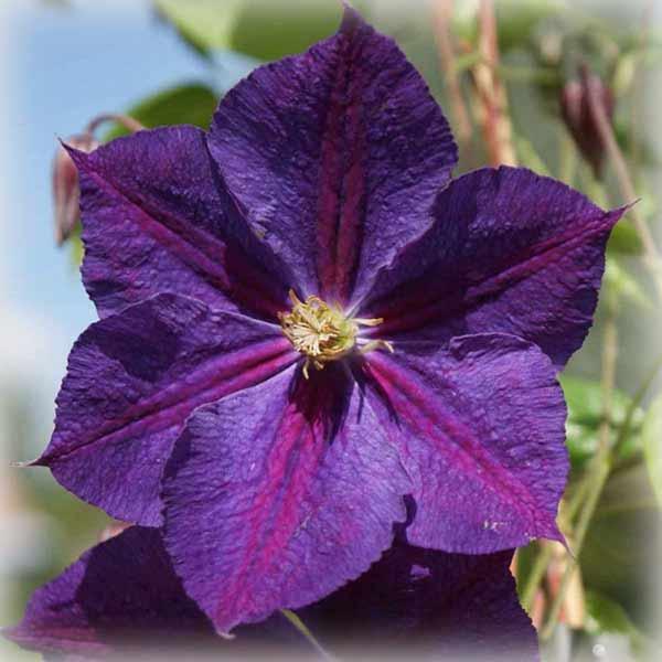 Клематис Стар оф Індія (Clematis Star of India)