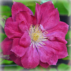 Клематис Ред Стар (Clematis Red Star)
