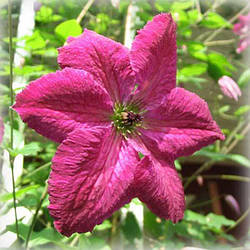 Клематис Карменсіта (Clematis Carmencita)