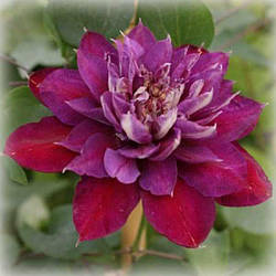Клематис Темптейшн (Clematis Temptation)