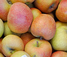 Яблуня Ренуар. (М26) Зимовий сорт.