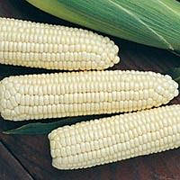 Кукурудза "Русалка"