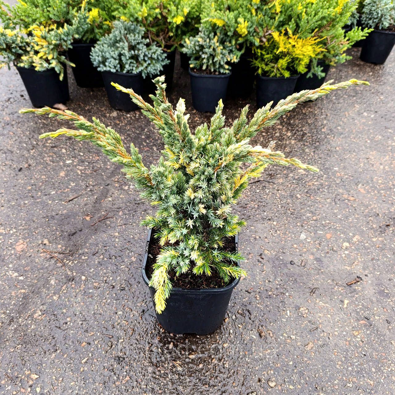 Ялівець Голден Флейм / h 25-30 / Juniperus Golden Flame