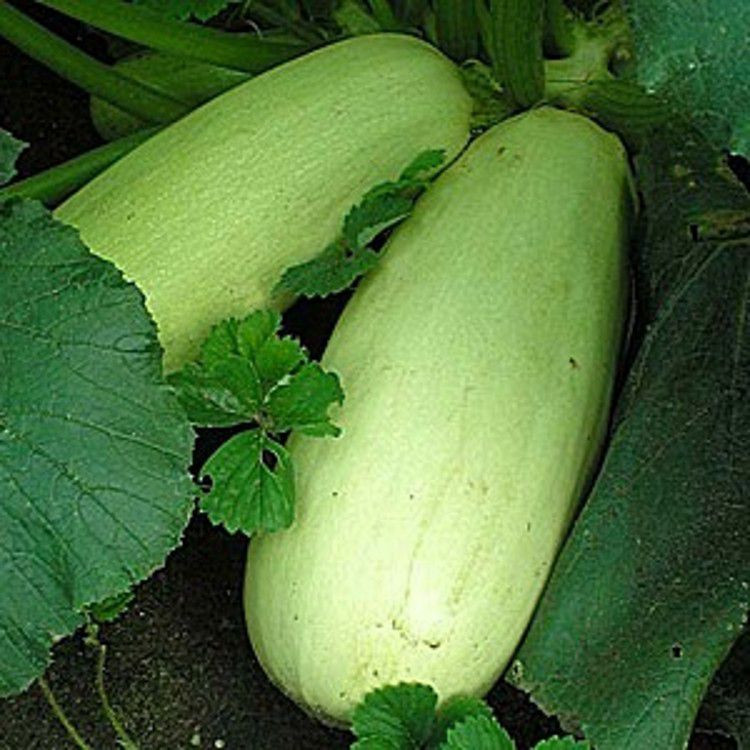 Насіння Кабачок "Грибовський 37" 20 г., фото 1