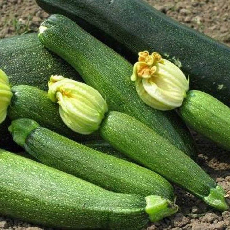 Насіння Кабачок "Династія" F1 5 шт., фото 1