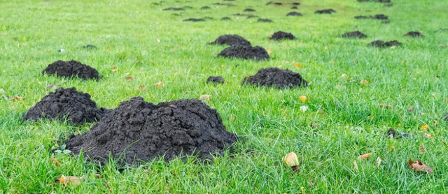 відлякувач кротів