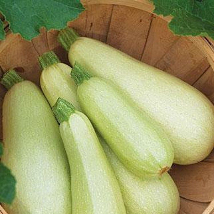 Кабачок "Чаклун" 20г