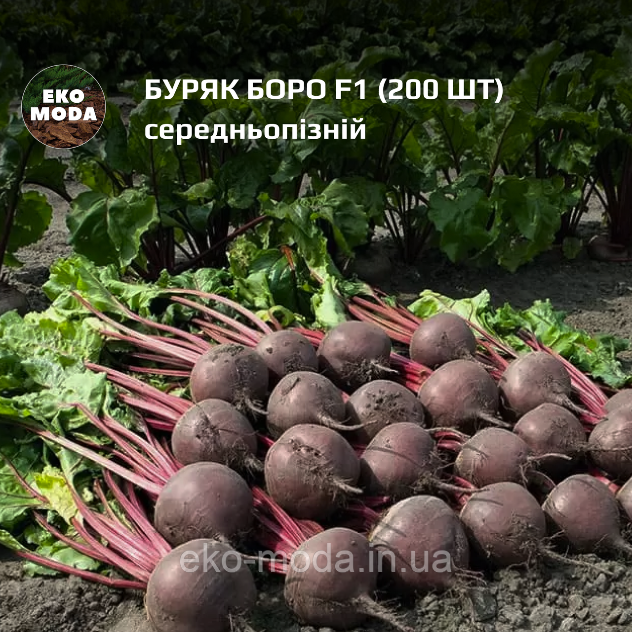Буряк Боро F1 - середньопізній - ( 200 шт zip-пакет)