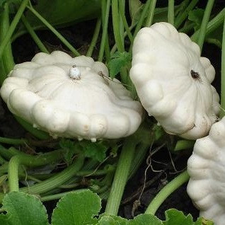 Насіння кабачок Патісон "Перлинка" 1г, фото 1