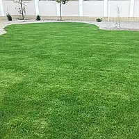 Тонконіг (мятлік) луговий Балін / Balin DLF Trifolium (ДАНІЯ) 25 кг