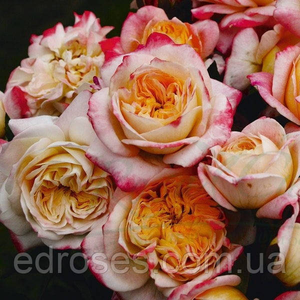 Конкорд (Concorde ®), фото 1