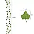 Штучний плющ гірлянда , лоза 50,4 м Gardlov 19737, фото 4