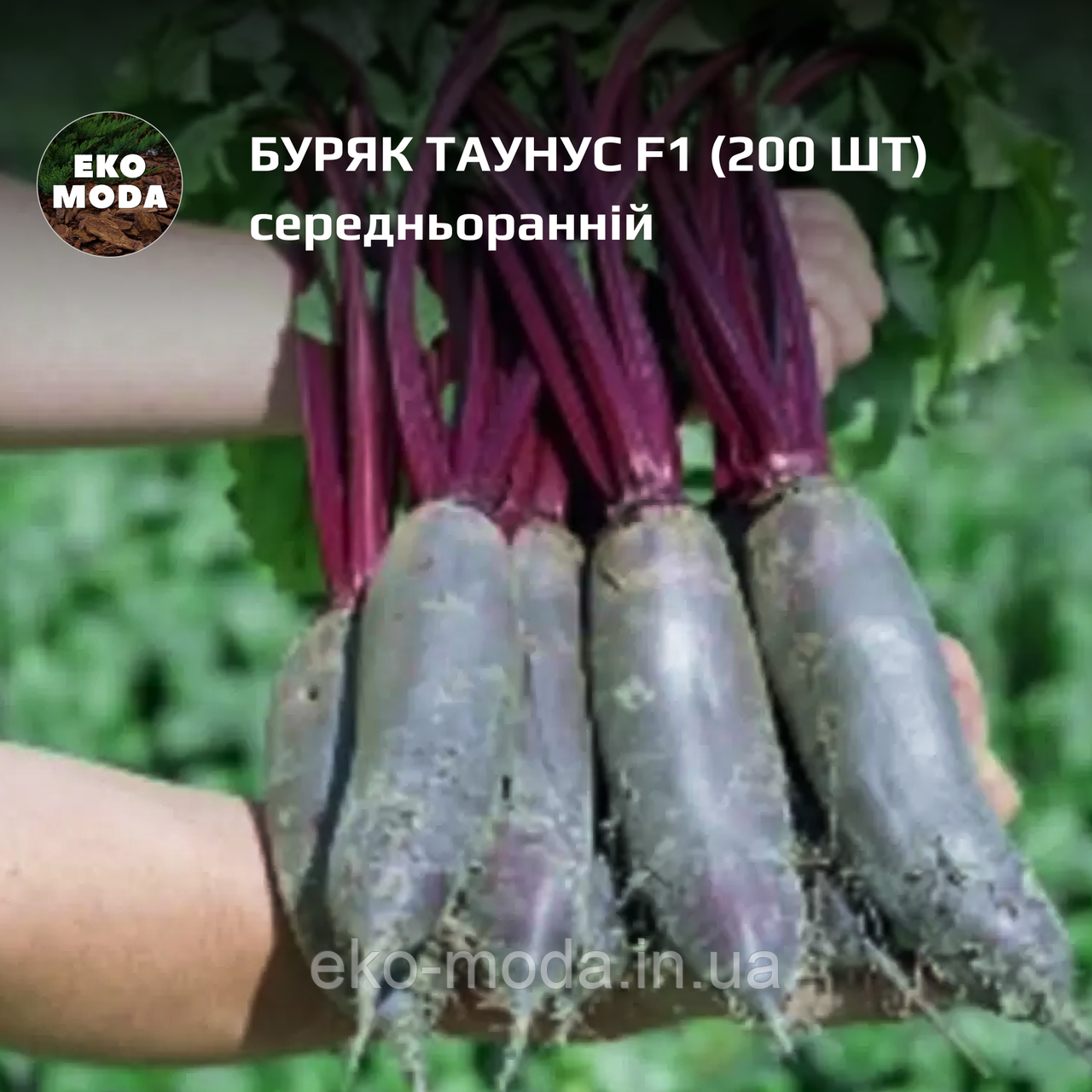Буряк Таунус F1 - середньоранній - ( 200 шт zip-пакет)
