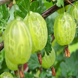 Агрус "Орфей" (пізній строк достигання, морозостійкий сорт)