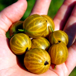 Агрус жовтий "Славута" (високоврожайний сорт середнього строку дозрівання)