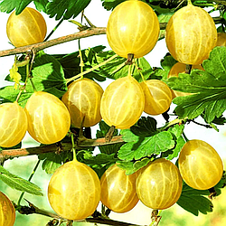 Агрус "Золотистий" (середній термін дозрівання)