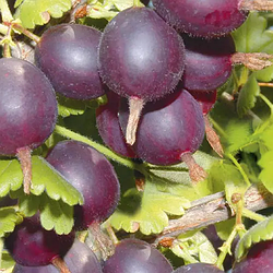 Агрус "Карат" ранньо-середній термін дозрівання