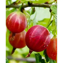 Агрус бесшипний "Мюнхгаузен" (середній термін дозрівання)