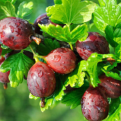 Агрус "Сіріус" (середньопізній строк дозрівання)