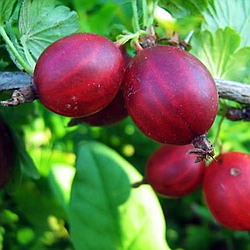 Агрус "Бархат"