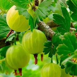 Агрус "Білоруський цукровий"