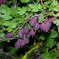 Агрус "Грушенька". Безколючковий сорт, середньопізнього терміну дозрівання.