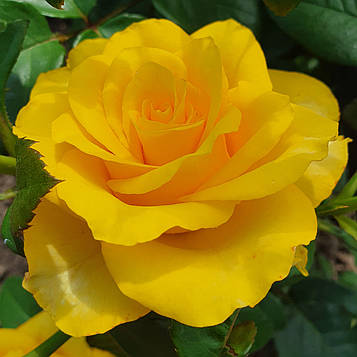 Керіо (Kerio, Lexoirek)