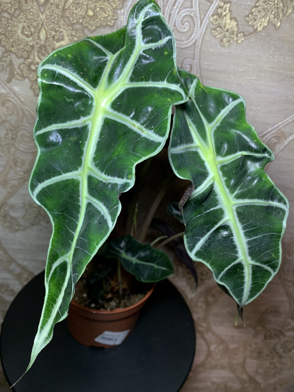 ぬいぐるみ NAUGHTY PLANTS Alocasia Polly Labubu THE MONSTERS NAUGHTY PLANTS Vinyl Face Series