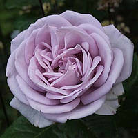 Троянда Сандра Ренесанс  (Sandra Renaissance).  Шраб. (ввв)