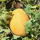 Диня Нево F1 Hazera/Нідерланди 5 шт (zip-paket), фото 2