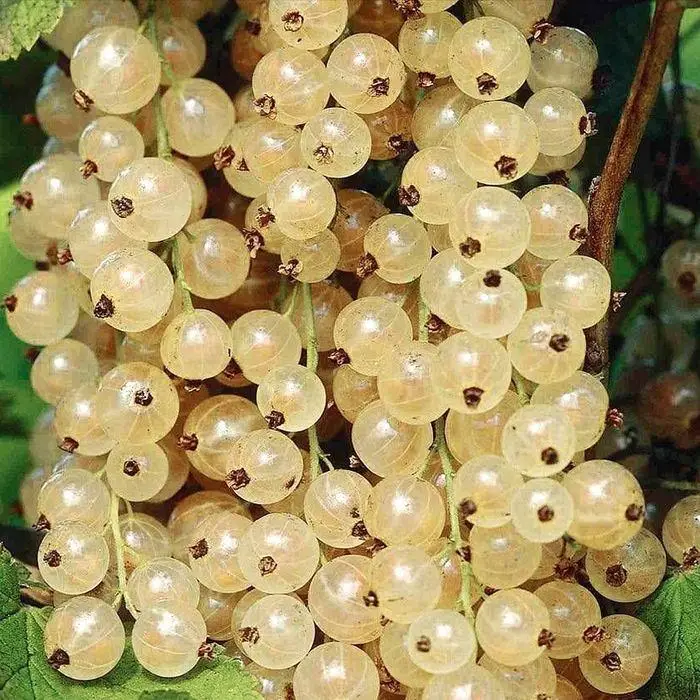 Смородина біла "Десертна" (2-х річний саджанець)