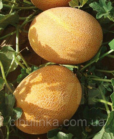 Диня Нево F1 Hazera/Нідерланди 5 шт (zip-paket), фото 1