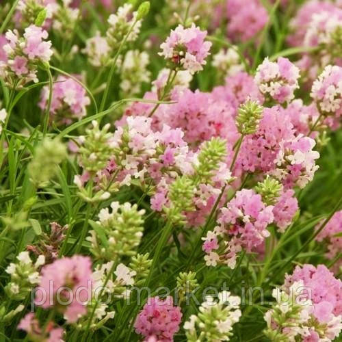 Лаванда вузьколиста "Elegance Pink", фото 1