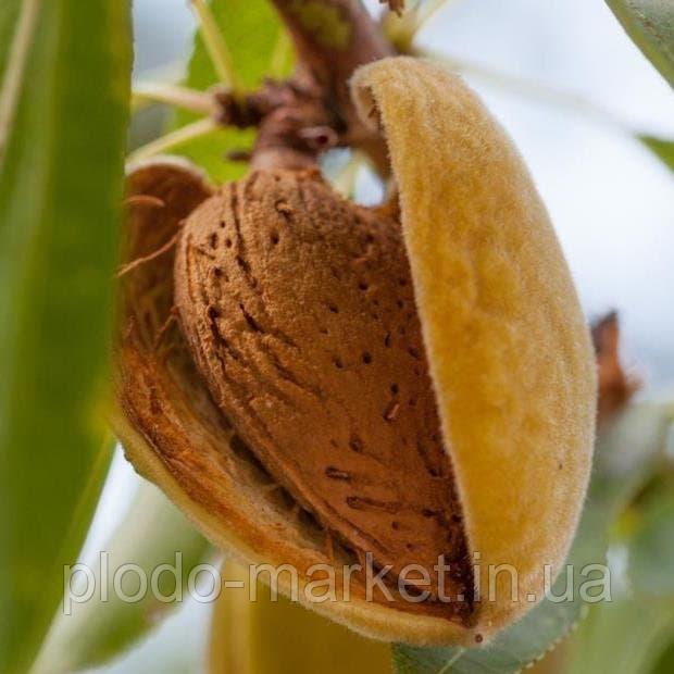 Новинка! Мигдаль солодкий "Вікторія" (ранній термін дозрівання), фото 1