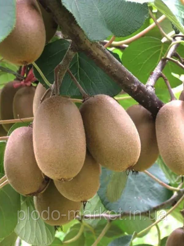 Новинка! Ківі самозапильний "Блаженство" (морозостійкий сорт), фото 1