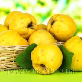 Новинка! Айва "Подарунок Онукові" (Український сорт, ранній термін дозрівання), фото 1