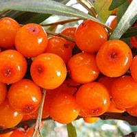 Новинка! Обліпиха "Клара" (жіноча) (смачний, зимостійкий сорт)