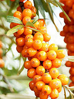 Новинка! Обліпиха "Перлина" (хлопчик+дівчинка) комплект 2шт