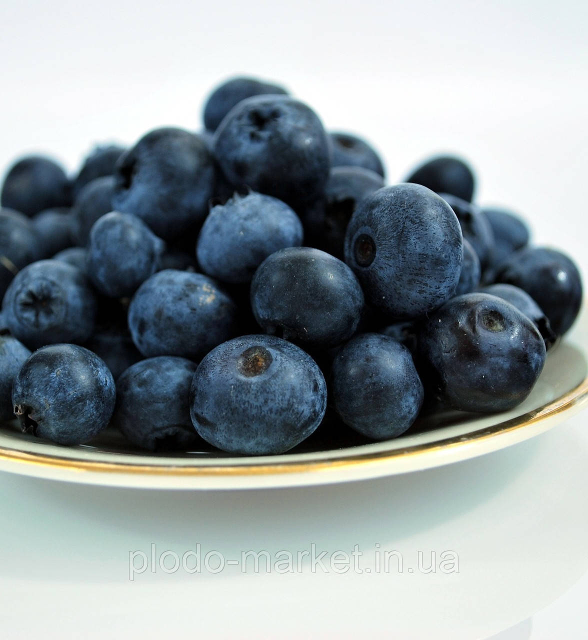 Чорниця (лохина) "Торо" 3-річна (популярний американський сорт), фото 1